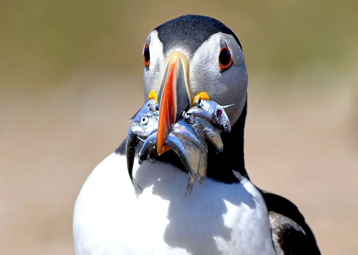 Carl Bovis tweet media