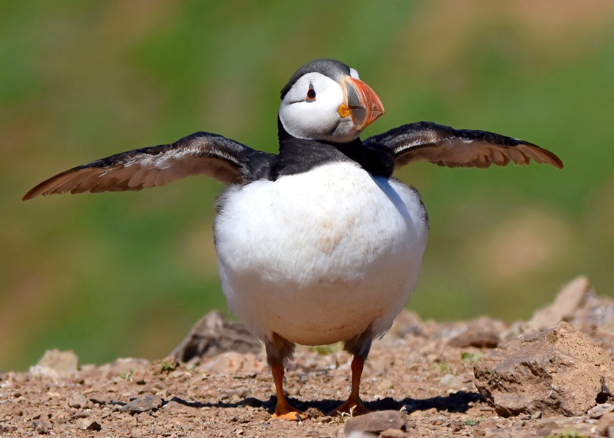 Carl Bovis tweet media