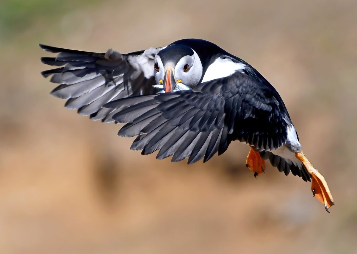 Carl Bovis tweet media