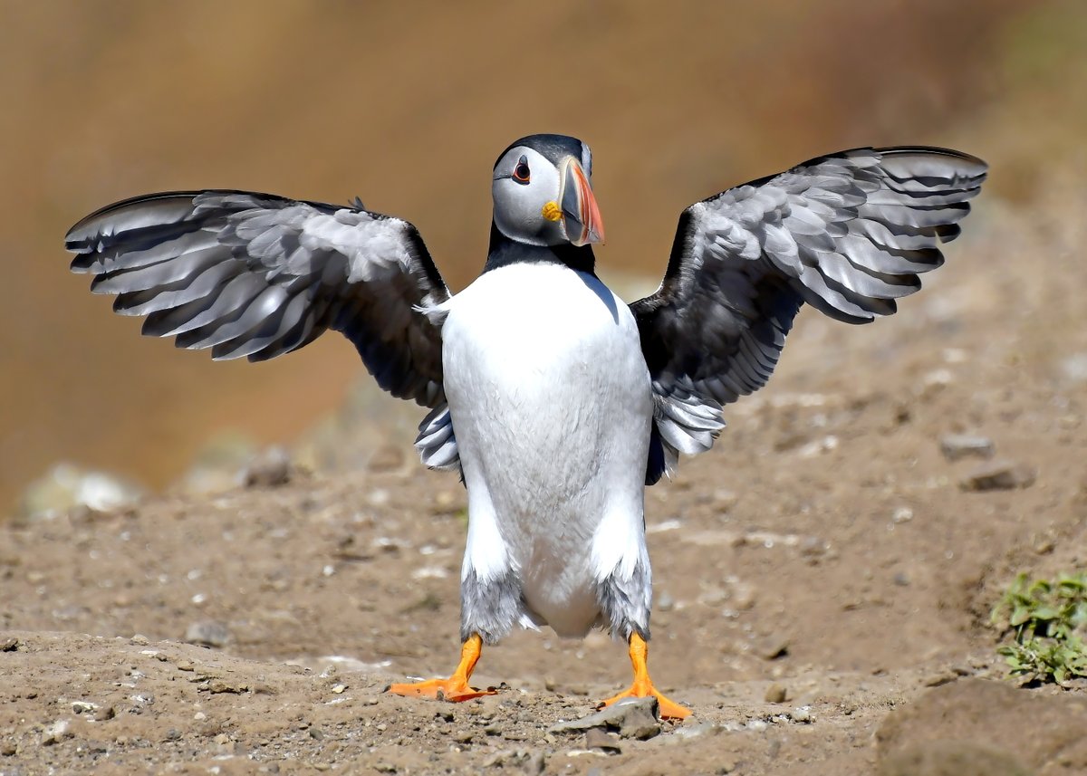 Carl Bovis tweet media