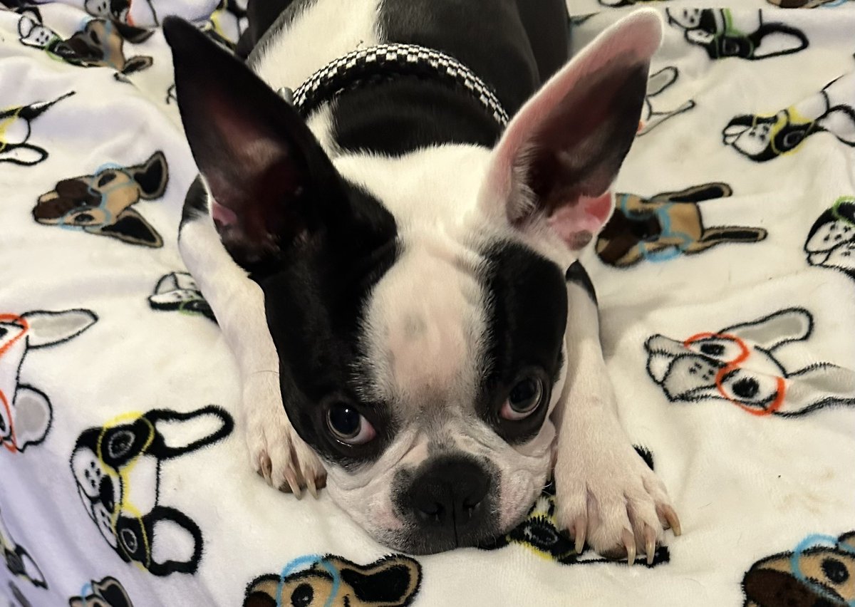 TBowlesMEd's tweet photo. @WFAADaybreak #IAMUP #MiloSebastian #nationalpuppyday https://t.co/2GcKMzwYht