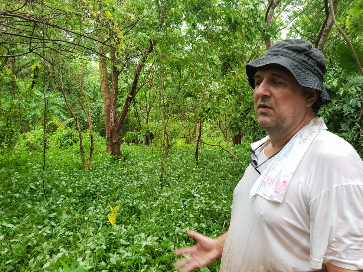 GreenInitDAO's tweet photo. @treegens Gm
A man in his food forest. Bert from the Philippines Permaculture Association. https://t.co/HhD90Ke9pZ