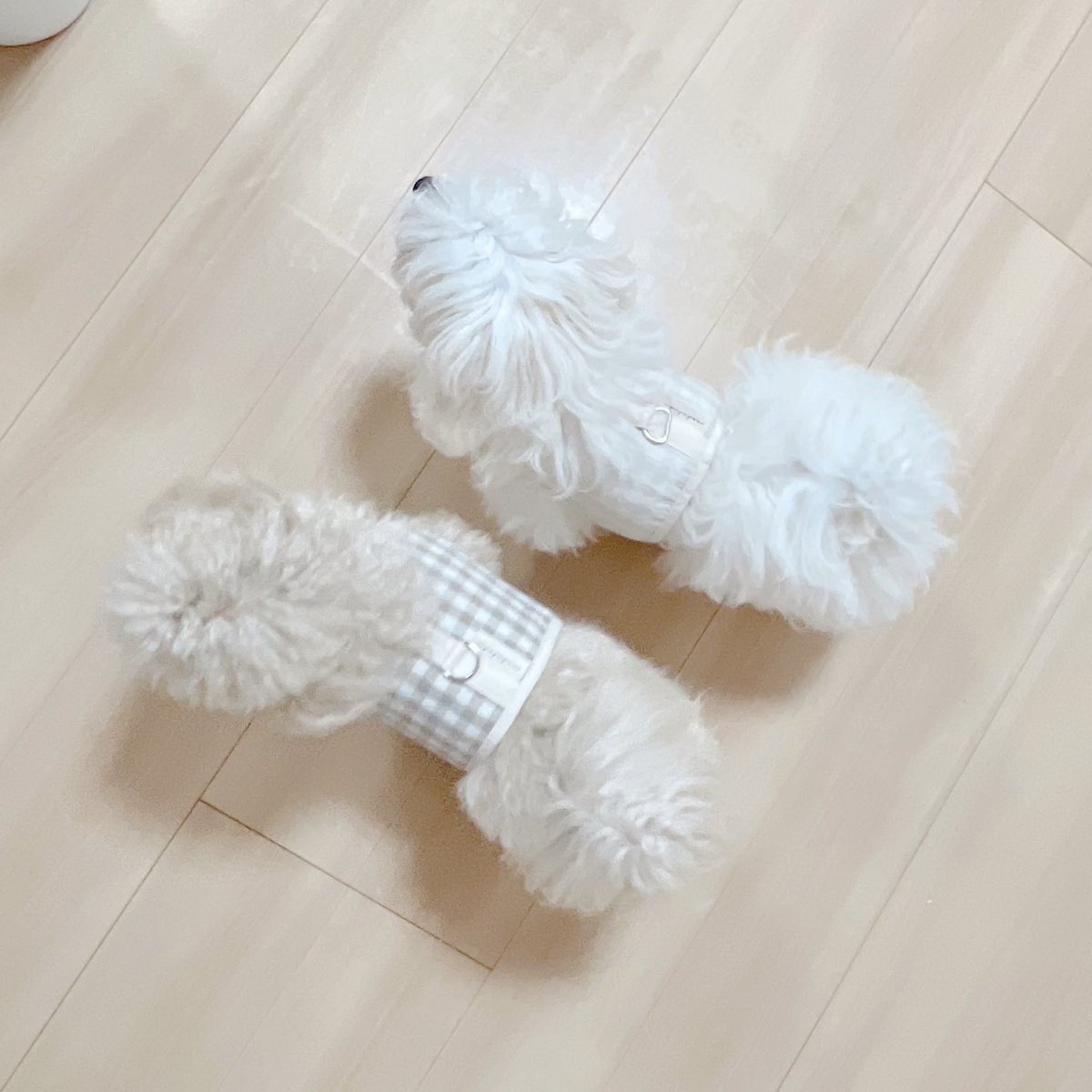 みは♡ tweet media