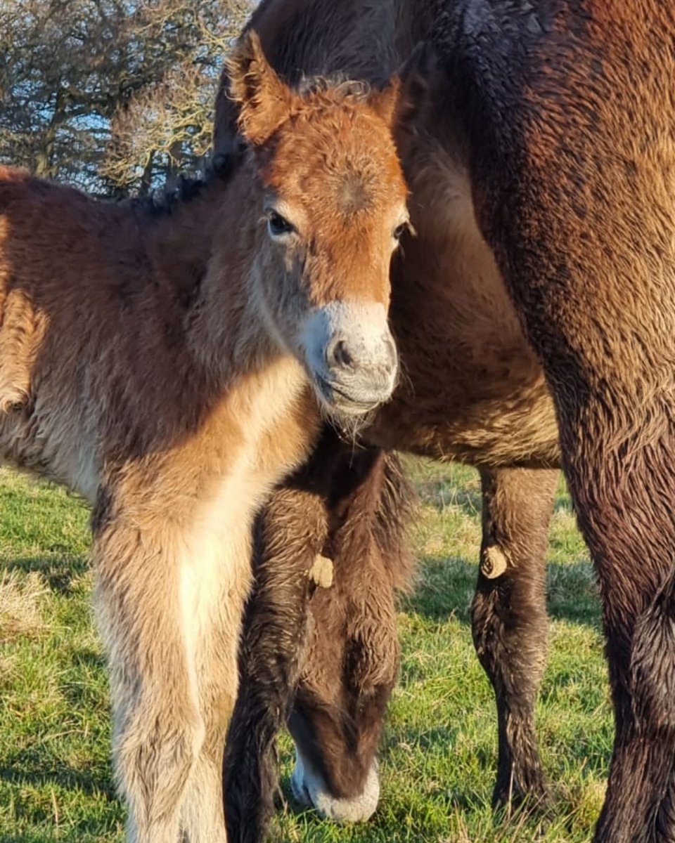 Last week we watched our first Exmoor foal of the season take its first wobbly steps into the rewilding project! 

This hardy little pony will play an important role in maintaining our dynamic natural habitats in years to come.

#rewilding #exmoorpony #kneppwildland