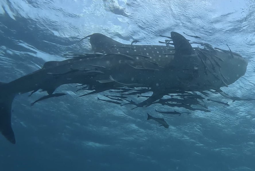 weirderday__'s tweet photo. (koh tao🤿🐬) รีวิวทริปเรียนดำน้ำครั้งแรกที่เกาะเต่า3คืน4วัน สนุกมากกกๆๆได้ทำอะไรใหม่ๆได้เห็นโลกใต้น้ำ refresh &amp; healing ตัวเองได้ดีสุดๆ เป็นประสบการณ์ที่ดีมากไปอีกแน่นอน นี่ดำครั้งแรกก็เจอฉลามวาฬเลยโชคดีสุดดๆๆ🥹 เทรดนี้พีชจะรีวิวอย่างละเอียดเลยค่า🌴✳️ https://t.co/xR3JFTOHET