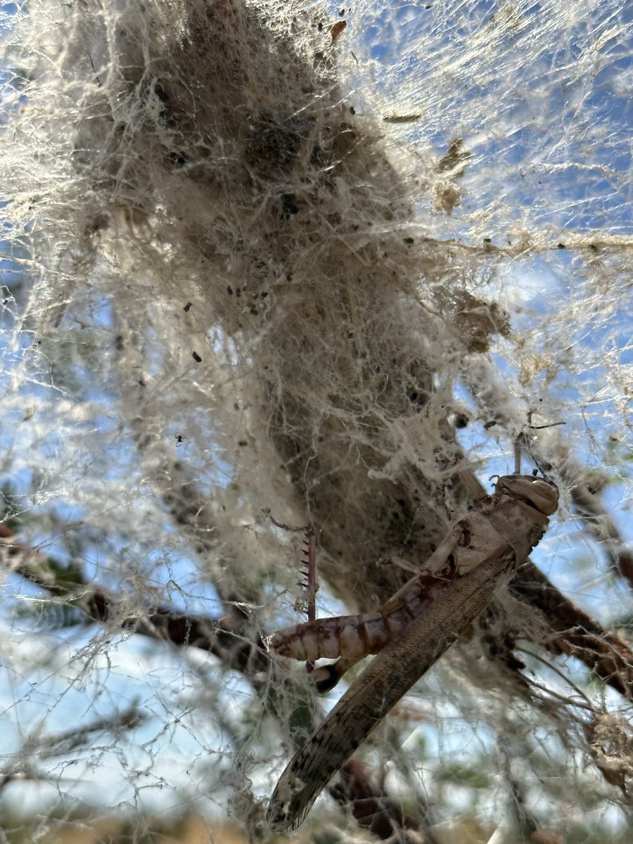 Steven Cassidy tweet media