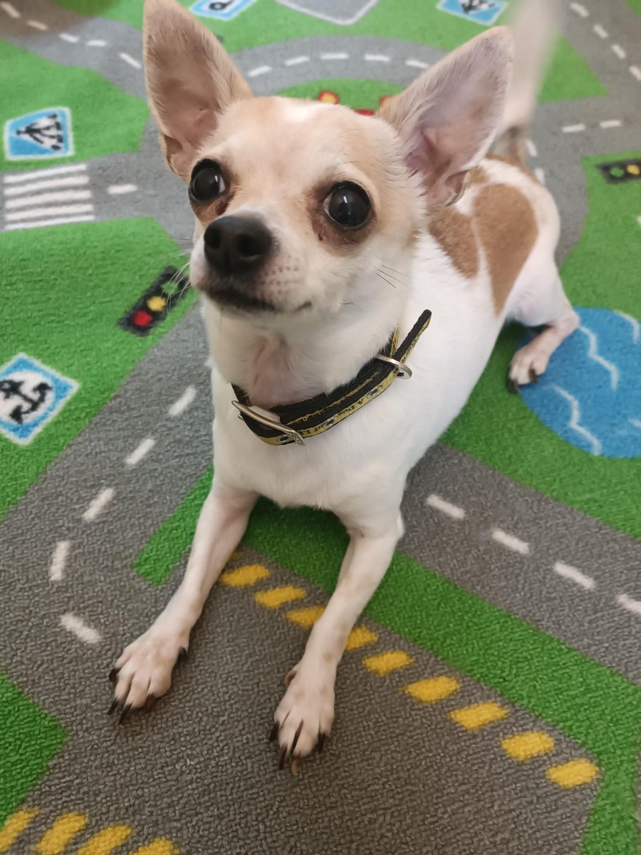 DogsTrust_IE's tweet photo. Oh no, the city is being menaced by a giant Chihuahua! Tom Jones does his best Godzilla impression.
#FridayFun #Tomzilla https://t.co/qaL8DN1STy