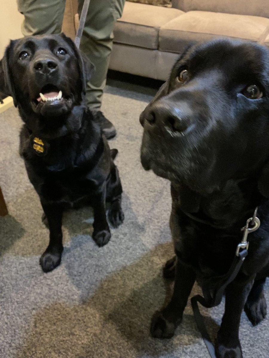 ATF New York (@atfnewyork) on Twitter photo ATF NY’s Buffalo Field Office K9 Jet & ATF-Trained Erie County Sheriff’s K9 Clipper are up & ready for their tv moment! K9 Jet specializes in explosives detection & K9 Clipper in accelerant detection. Both raised by <a href="/pbborganization/">Puppies Behind Bars</a> & trained at ATF’s Canine Training Center. ATF NY’s Buffalo Field Office K9 Jet & ATF-Trained Erie County Sheriff’s K9 Clipper are up & ready for their tv moment! K9 Jet specializes in explosives detection & K9 Clipper in accelerant detection. Both raised by <a href="/pbborganization/">Puppies Behind Bars</a> & trained at ATF’s Canine Training Center.