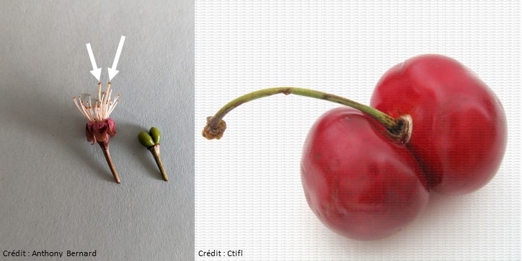 INRAE_BFP's tweet image. In #A3C team of @INRAE_BFP, we look at🍒#cherry flowering. Two pistils on the same flower? The consequence: the formation of double-fruit😥... The cause: the effect of the cultivar, but also the effect of high temperatures in summer during floral initiation!