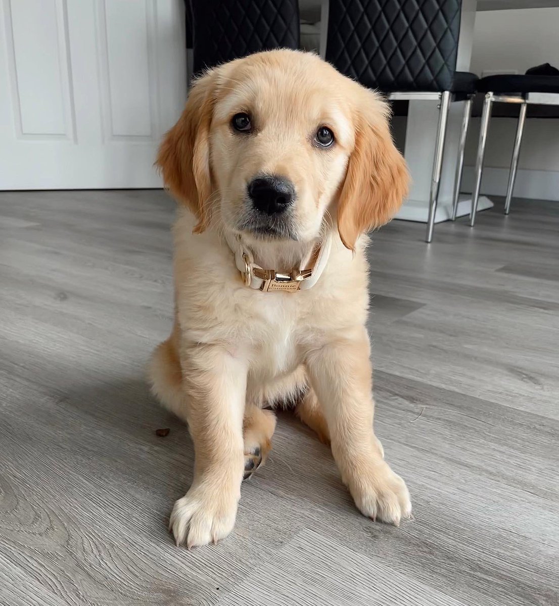 _katechambers's tweet photo. @AldiUK This is Bonnie 🥹🌸 https://t.co/iYNUxrxvHW