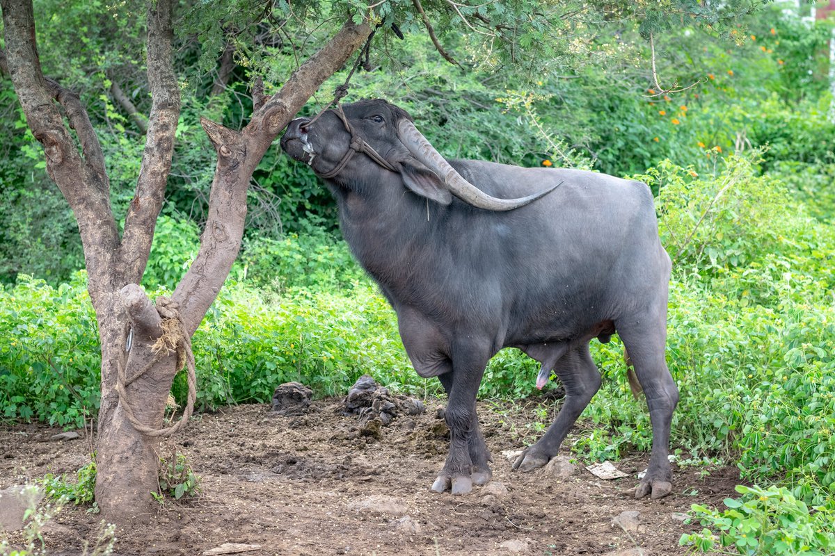 The Central govt. has notified the #PreventionofCrueltytoAnimals (Animal Husbandry Practices and Procedure) Rules, 2023 to regulate painful animal husbandry practices like branding, dehorning, nose roping etc. of animals exempt u/s 11(3) of PCA Act.

bit.ly/pcaahrules23