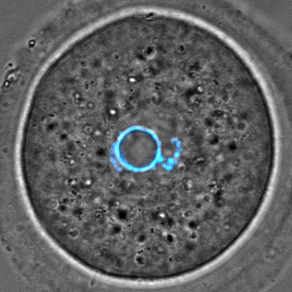 Marie-Hélène Verlhac tweet media