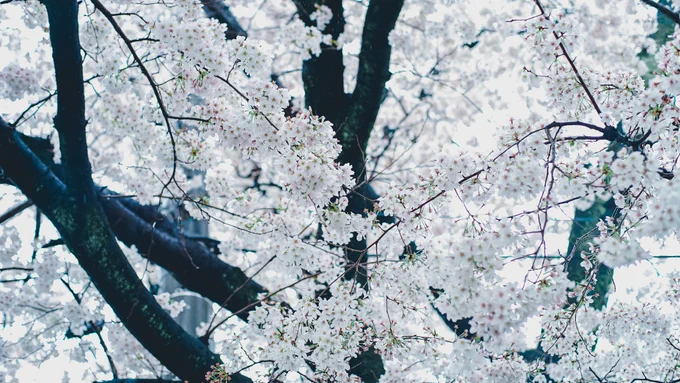 日々。 