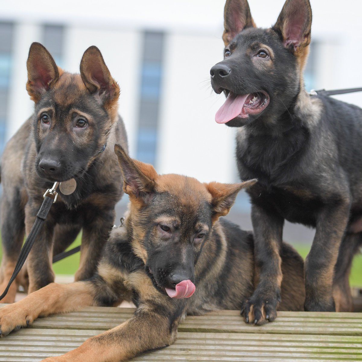 To mark #NationalPuppyDay we thought we'd share one of our favourite photos of our #PolicePuppies at our training school in Exeter. 👮‍♂️🐶