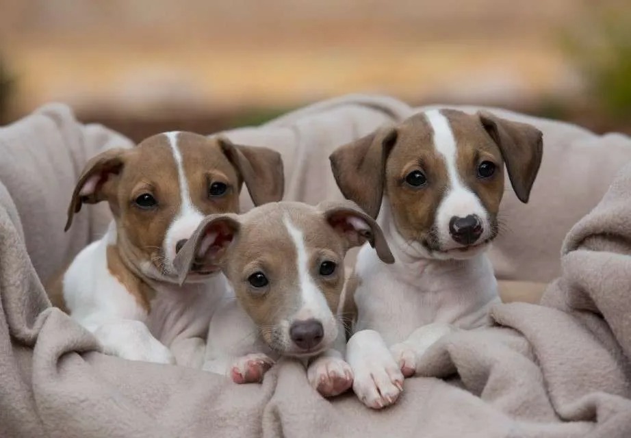 learnitalianpod's tweet photo. It’s National Puppy Day! Celebrate the love and loyalty of Italian dogs today and find out more about the unique characteristics of each breed. 🇮🇹🐶🐕#NationalPuppyDay #italiandog #puppylove
https://t.co/D8WW8I3E8q https://t.co/joZq9X8HdD