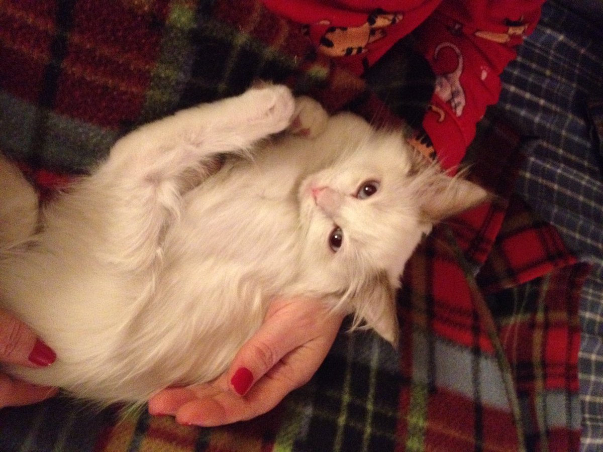 DaisyCatNine's tweet photo. Here’s me when I was a baby kitten girl. If you think I was cute, please retweet my human’s book! #TBT #cats #amreading 

https://t.co/UN22pAdxZX https://t.co/l5YW8oRLAf