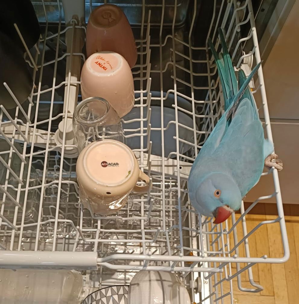 Un gradito ospite in lavastoviglie 😂 <a href="/massimoborgiao1/">massimoborgiaofficial</a>