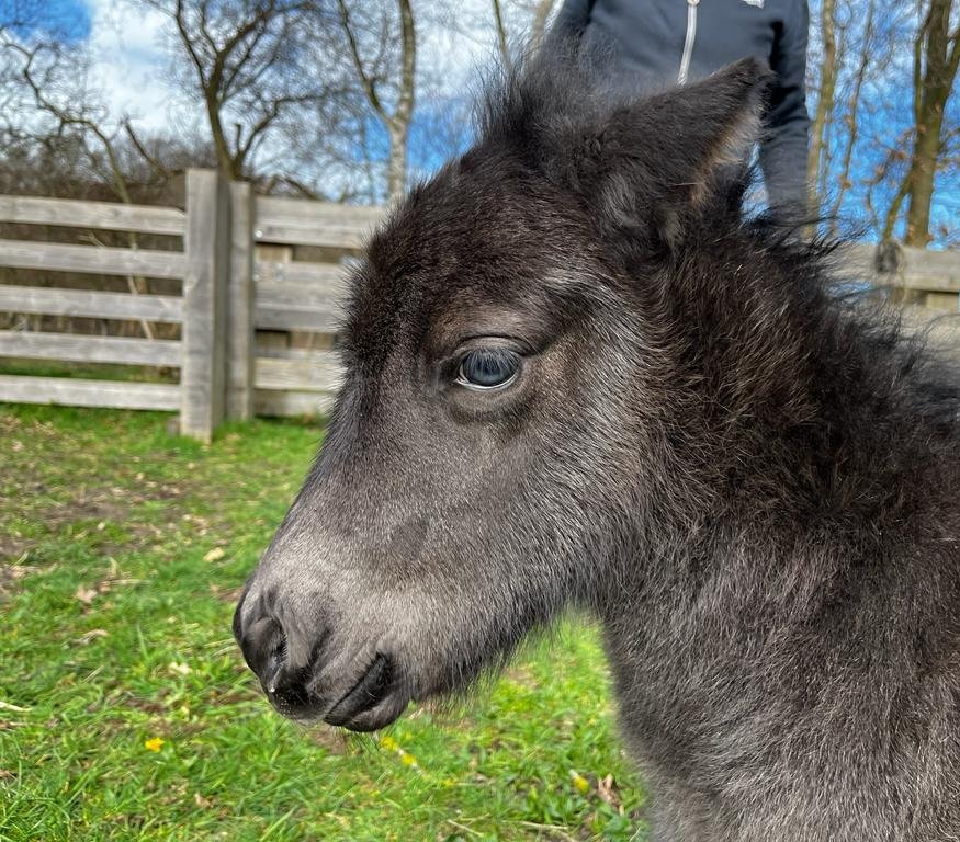 MarijkeLieman's tweet photo. Op de eerste dag van de lente werd dit Shetlandveulen geboren. Welkom op de wereld.
En wie op kraambezoek wil: hou afstand, hond aan de lijn, moeders en tantes niet voeren en geniet!
#KuddeBegrazing
#Gadra
#SchouwenDuiveland https://t.co/3YrFfpMIUW