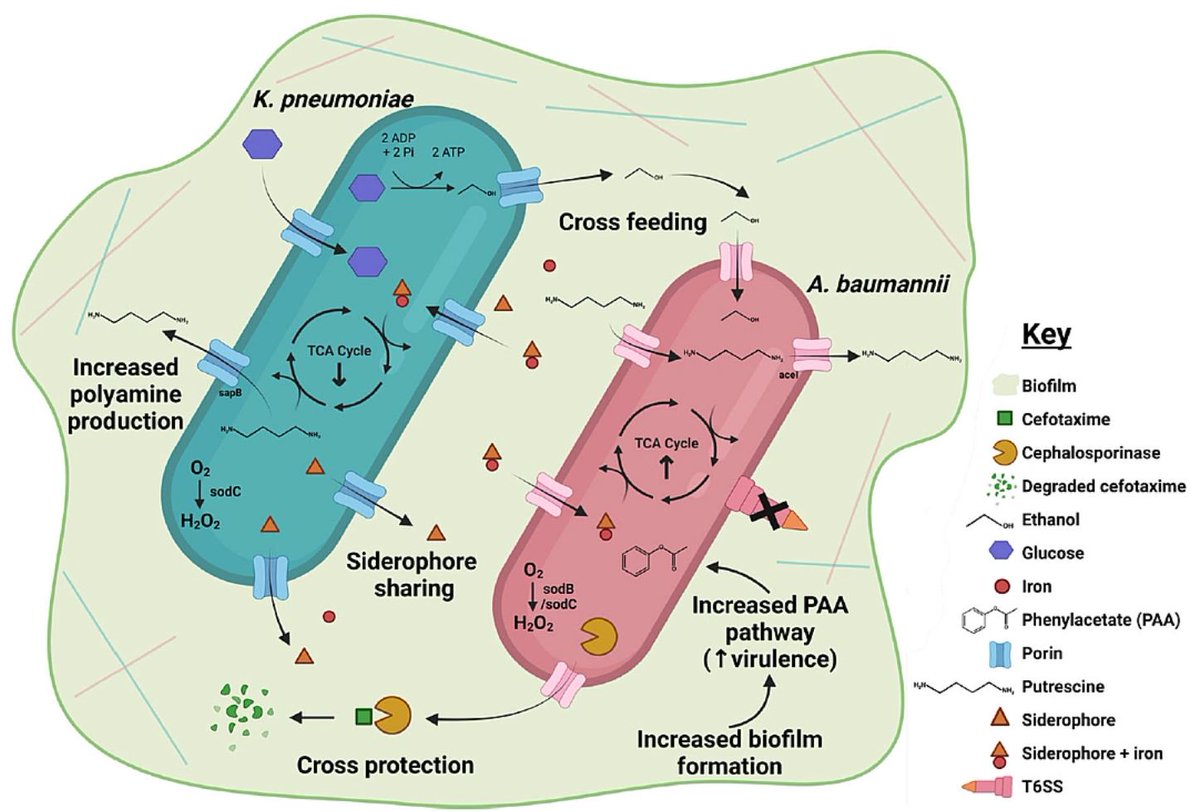 Nature Communications (@naturecomms) on Twitter photo Teaming up two ESKAPE:
Cross-feeding and cross-protection between Klebsiella pneumoniae and Acinetobacter baumannii
<a href="/PaulsenLab/">Paulsen Lab</a> <a href="/BRaTlab/">Karl Hassan</a> <a href="/LucieSemenec/">Lucie</a> <a href="/flamycain/">A/Prof Amy Cain</a> <a href="/CatJaneDawson/">Catherine Dawson</a> #coinfection #ESKAPEpathogens
microbiologycommunity.nature.com/posts/teaming-โฆ Teaming up two ESKAPE:
Cross-feeding and cross-protection between Klebsiella pneumoniae and Acinetobacter baumannii
<a href="/PaulsenLab/">Paulsen Lab</a> <a href="/BRaTlab/">Karl Hassan</a> <a href="/LucieSemenec/">Lucie</a> <a href="/flamycain/">A/Prof Amy Cain</a> <a href="/CatJaneDawson/">Catherine Dawson</a> #coinfection #ESKAPEpathogens
microbiologycommunity.nature.com/posts/teaming-โฆ