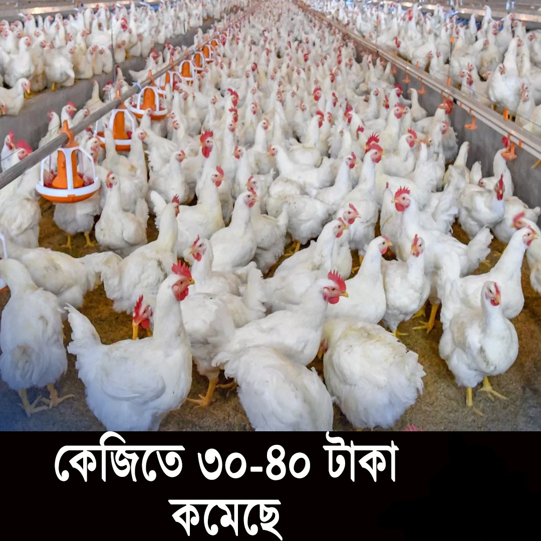 syedmozadded's tweet photo. █▒▒▒ সর্বশেষ/Just In ▒▒▒█
** ব্রয়লার মুরগির দাম কেজিতে ৩০-৪০ টাকা কমিয়েছে ফার্ম মালিকরা, বাজার স্থিতিশীল হবে শিগগিরই: ভোক্তা অধিদপ্তর https://t.co/fZnXIsUi8T