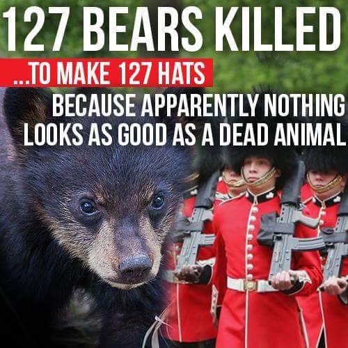 No excuse for this cruelty to continue. Come on King Charles abolish the use of bear fur hats for your coronation <a href="/ClarenceHouse/">Clarence House</a>  <a href="/peta/">PETA</a> <a href="/BornFreeFDN/">Born Free Foundation</a> <a href="/RoyalFamily/">The Royal Family</a> #worldbearday