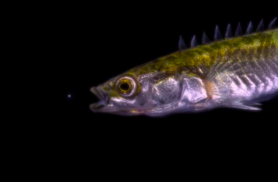 iobjournal's tweet photo. "We investigated if #cortisol, the primary circulating #glucocorticoid in #teleosts, could be extracted from #stickleback #dermal bone and quantified using a commercially available #enzyme immunoassay (EIA)."
by Dillon , Witten & Buck
https://t.co/vs8Oymo13Z
#ecology #organism https://t.co/raHD8RjzAR