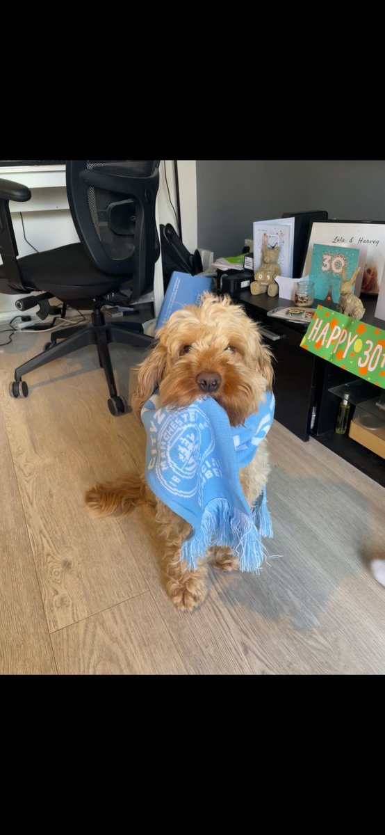 Harvey’s a city fan 🐶