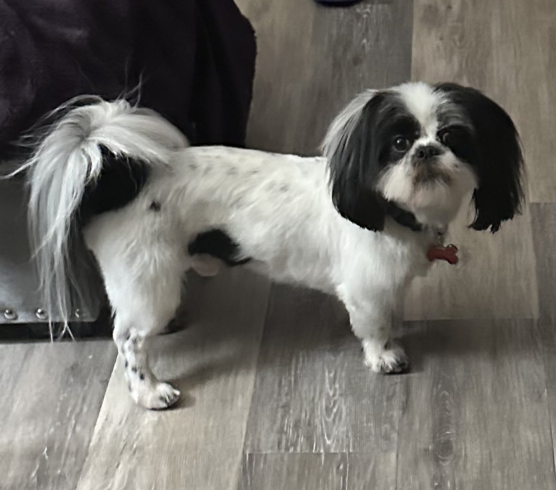MsSweetSherrie's tweet photo. DICE, The Ruler of the Kingdom #NationalPuppyDay #gooddaydc ⁦@fox5dc⁩ https://t.co/ZqFM648MAl