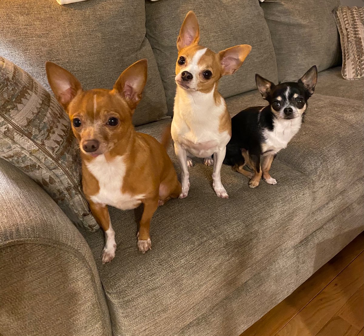 Petunia, Rosie and Violet celebrating National Puppy Day!#GoodDayDC