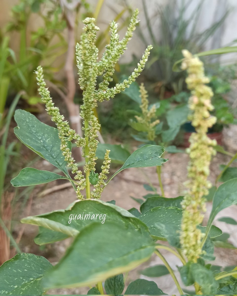 gaitangg's tweet photo. Pira o bledo ( Amaranthus ). https://t.co/9n1w5tnbNS