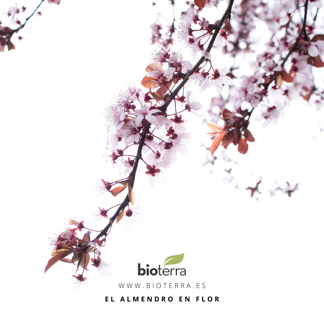 ¿Quieres saber dónde puedes ver los #almendros en #flor? Te damos algunas sugerencias en este post.
📲 bioterra.es/2023/03/21/3-l…