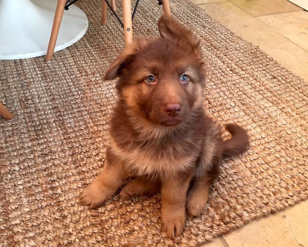 Russell Brand tweet media