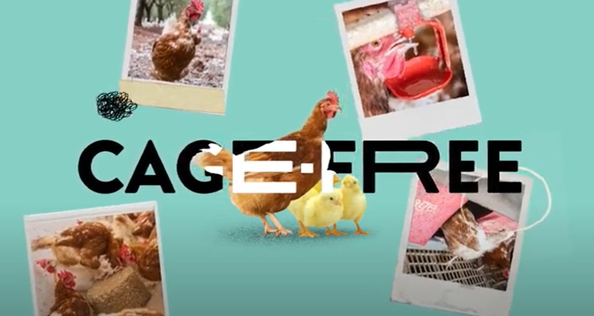 Best Practice Hens tweet media