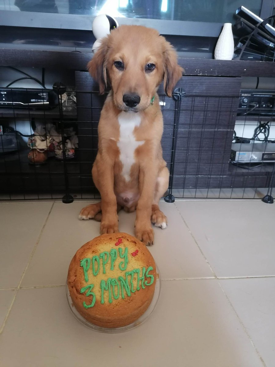 Haw66119347's tweet photo. Happy 3 months birthday Poppy 🎉👑🇲🇲♥️ https://t.co/fzG8ebv9I5