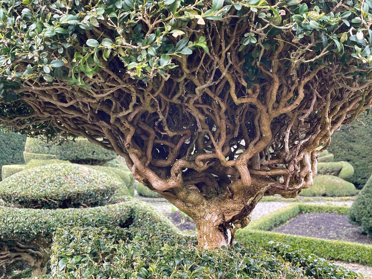 Sometimes it's the things that don't necessarily catch the eye that make nature so amazing.

#topiary #worldrecordholder #heritagegarden #Cumbria #LakeDistrict #historichouse #historicgarden