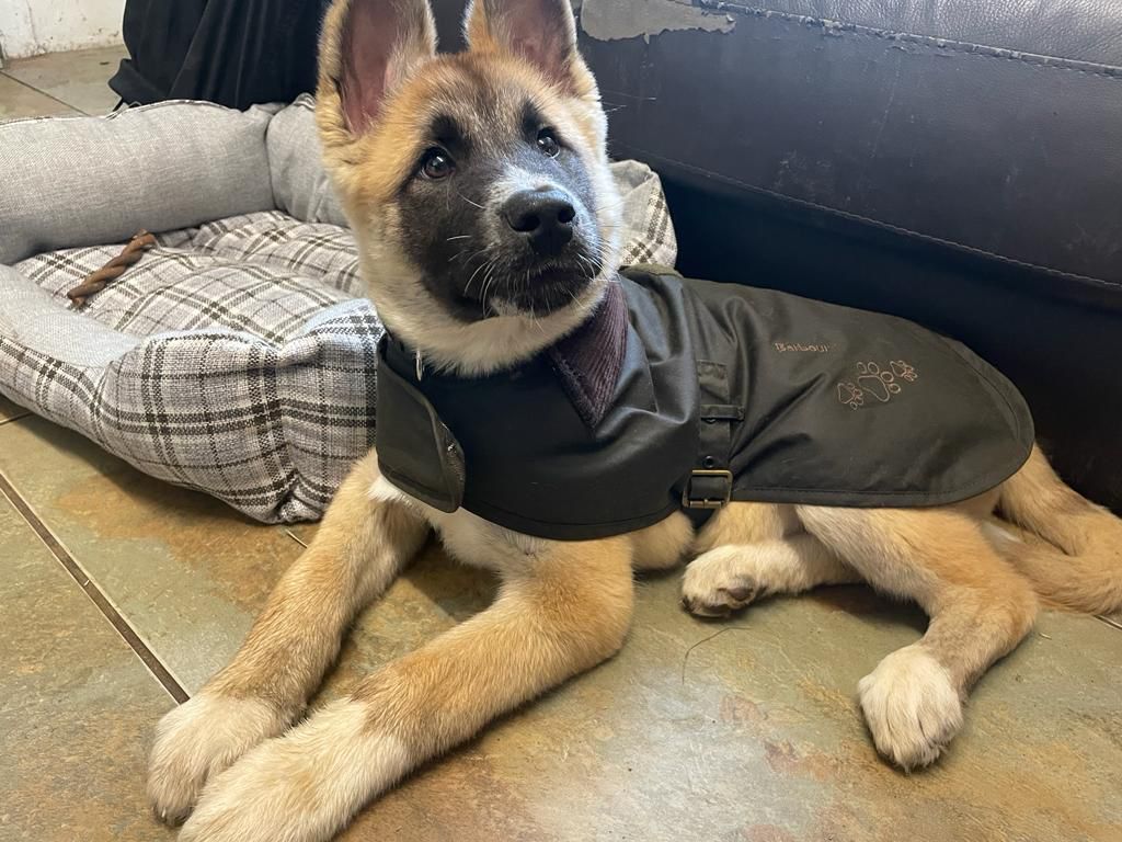 We’re starting #ThursdayThanks this week with a huge thank you to @Barbour who have been kind enough to kit all of our staff out with wellies for the past few years as well as providing prizes for our events 💙

We couldn’t resist Kai in this gorgeous Barbour dog jacket 😍