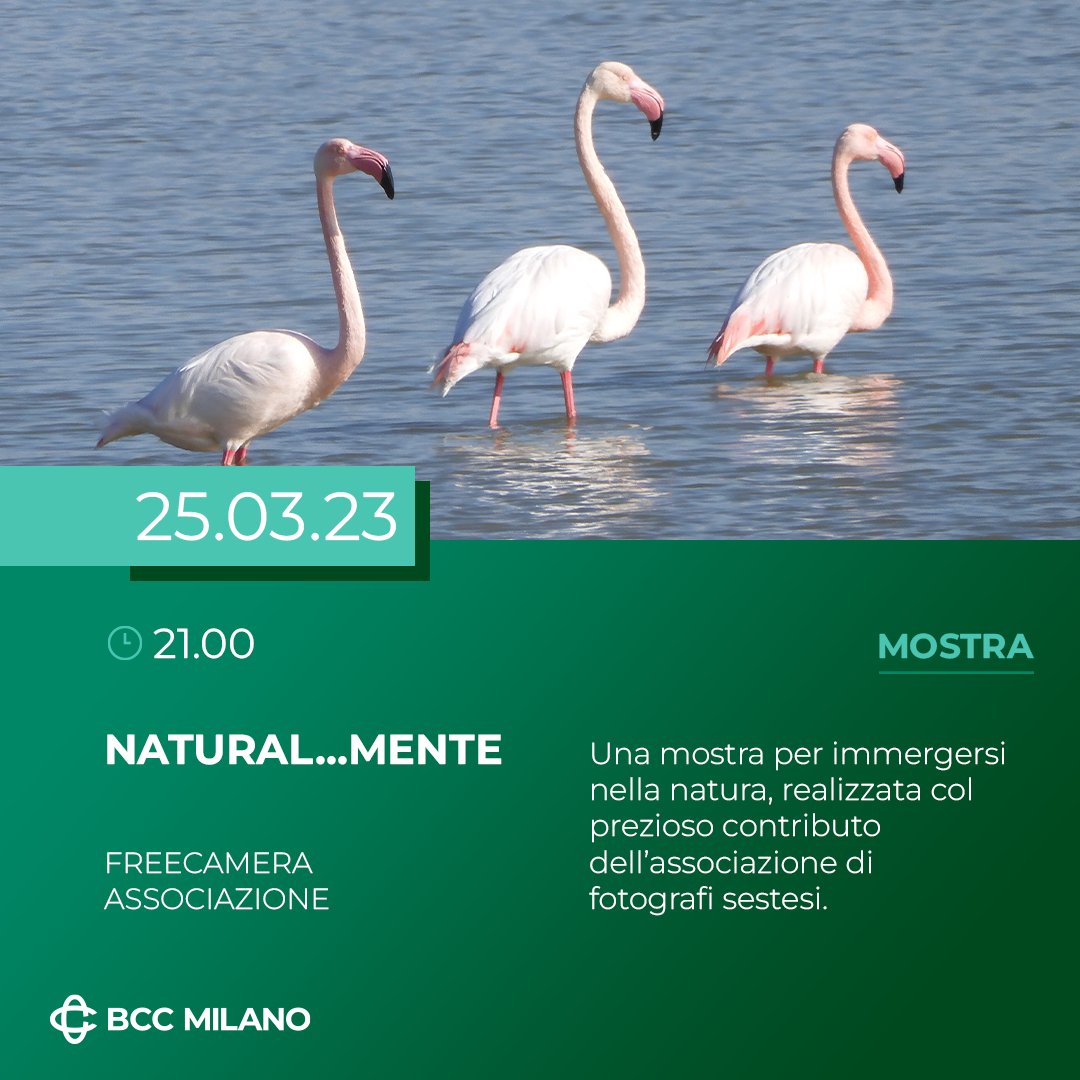 BCC_Milano's tweet image. Il 25 marzo 2023 alle ore 21.00 presso l'Auditorium BCC a Sesto avrà luogo "Natural...mente", #mostra dedicata alla natura, con scatti e videoproiezioni a cura dell'associazione #Freecamera.

#BCCMilano #fotografia #mostra