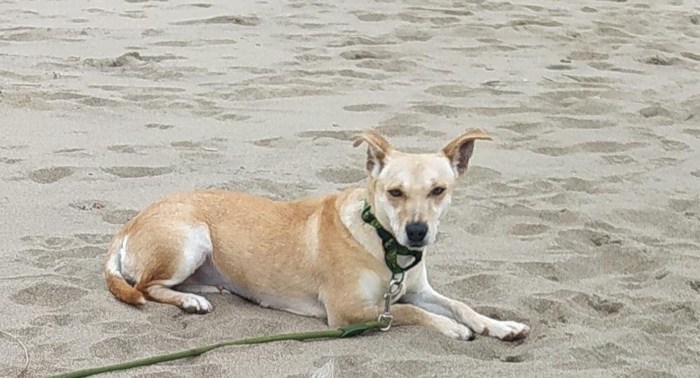 SE BUSCA A Gara PERRA perdida MESTIZA el día 22-03-2023 en la localidad de Logroño (La Rioja) -> buscomiperroperdido.com/perro-perdido/…