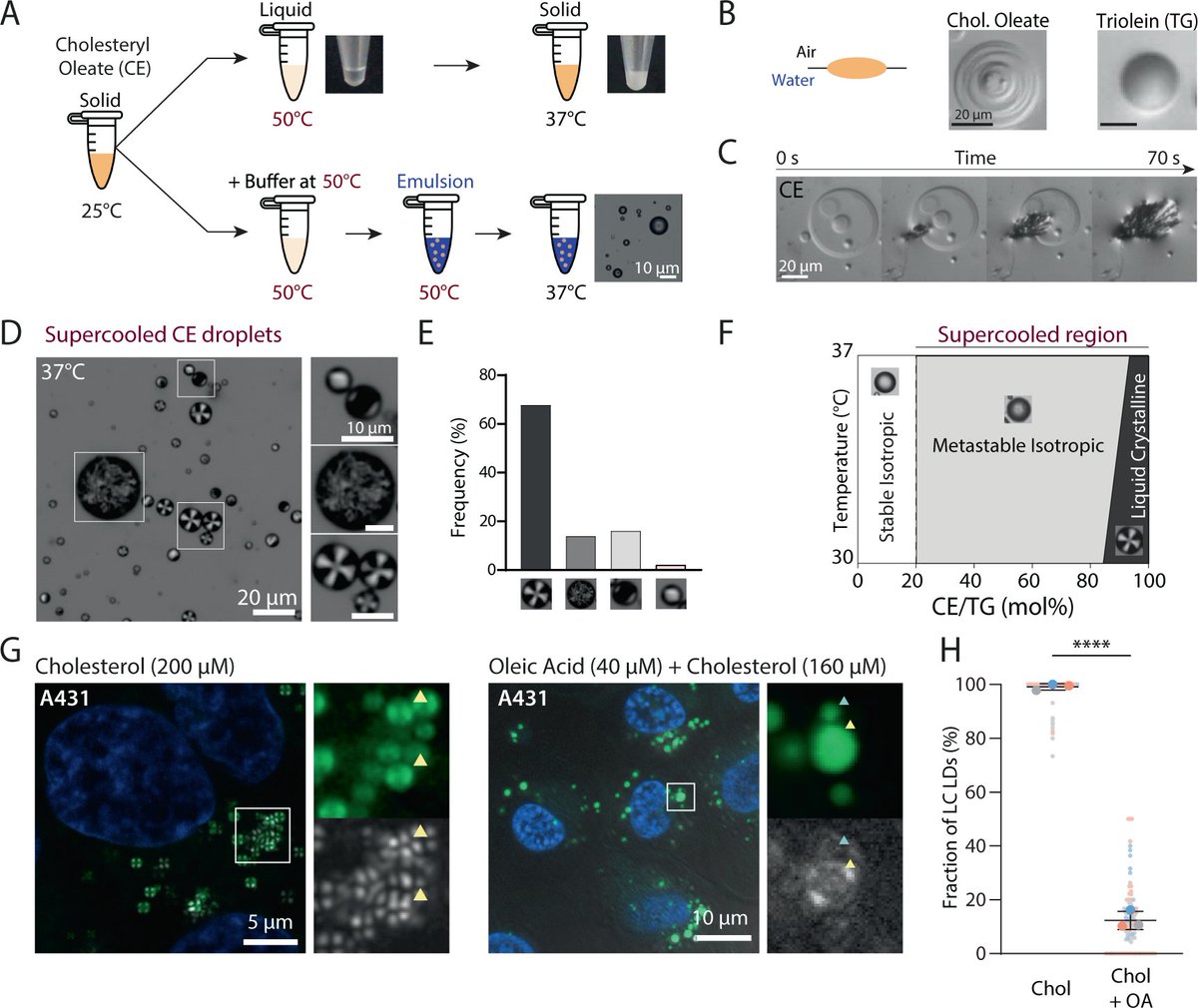 Scientist from <a href="/Rachid_Thiam/">Abdou Rachid Thiam</a> and <a href="/IkonenLab/">IkonenLab</a> report formation of supercooled liquid crystalline lipid droplets by that cholesterol esters.

#lipiddroplet, #cholesterol, #lipidtime  

nature.com/articles/s4146…