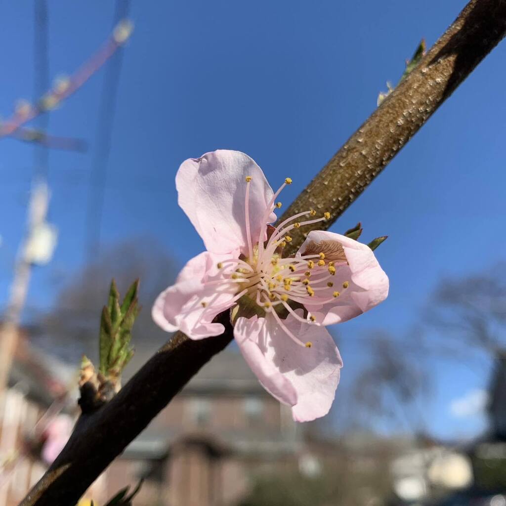 GrowTorah tweet media