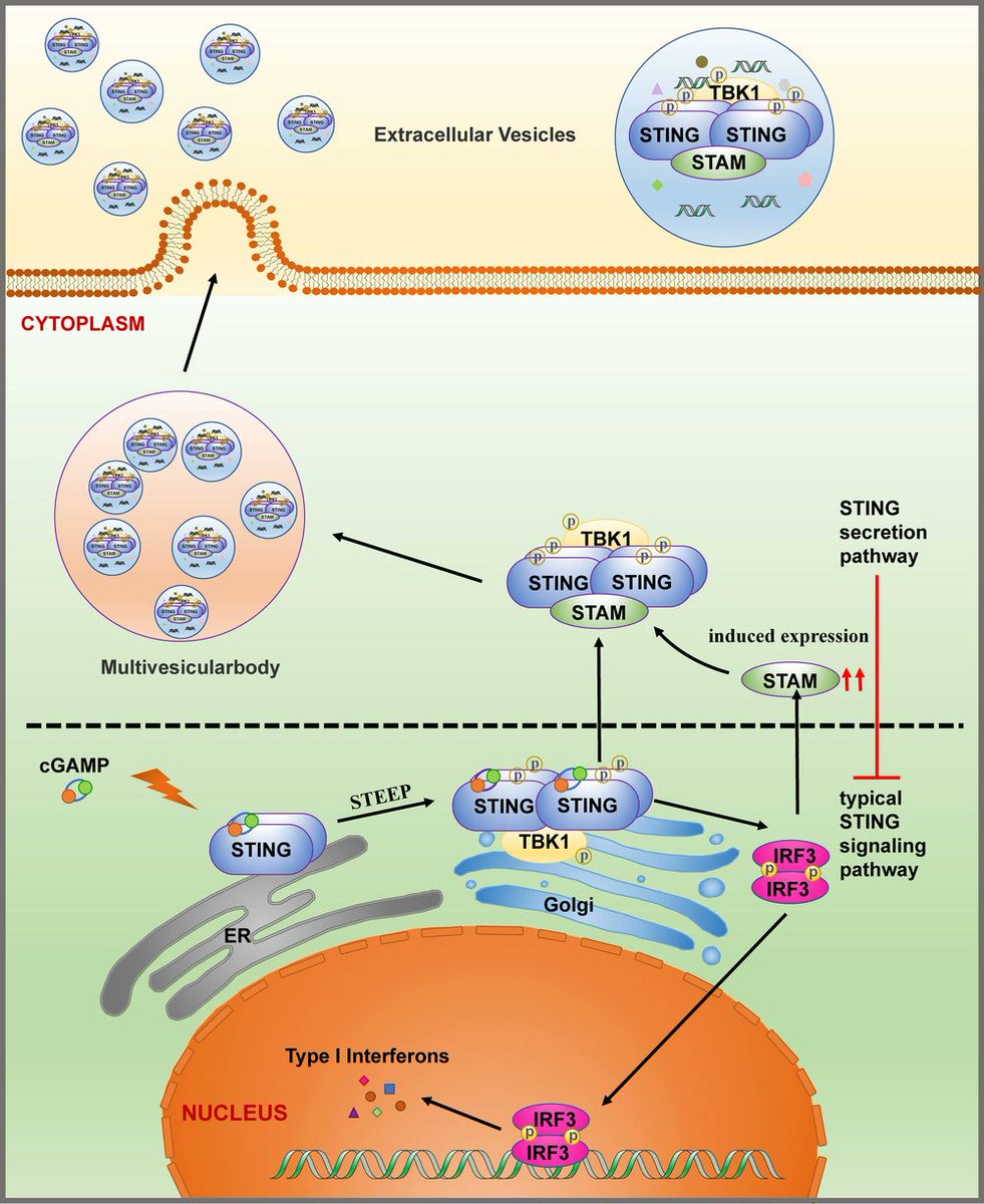 ISEV_Journals's tweet image. 🎉New in #JEV🎉 Authors Jiaqi Liang and Hang Yin from @Tsinghua_Uni have elucidated the mechanism and function of the translocation of STING into #EVs adding to the understanding of STING activity regulation in #innateimmunity. Read the full article here👉 bit.ly/3Z7YPAg