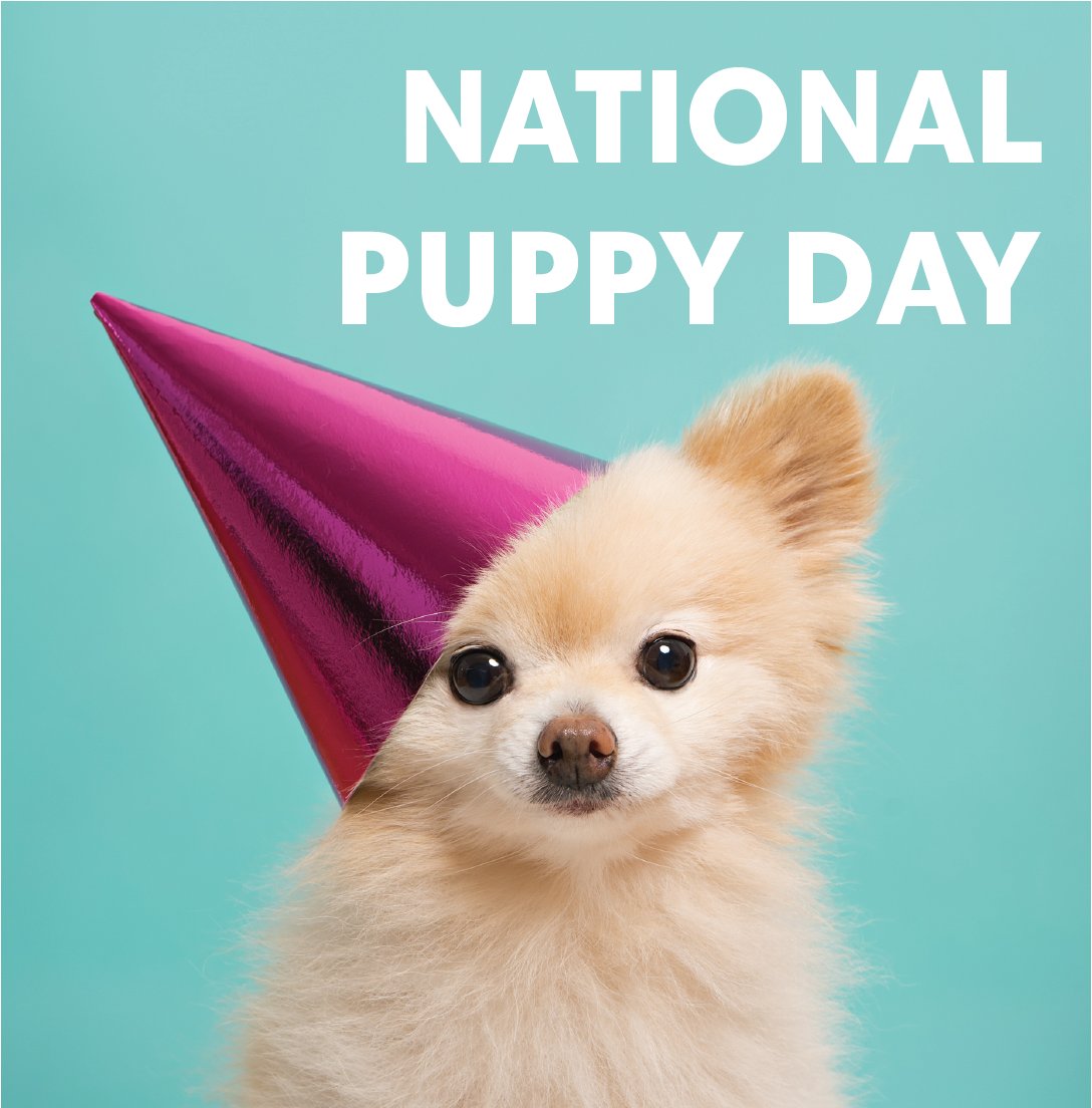 Every day is a good day to celebrate your pups, so #NationalPuppyDay is an extra excuse to spread some puppy loving 🐶
.
.
.
#national #puppy #day #awareness #rawfed #dogsofuk