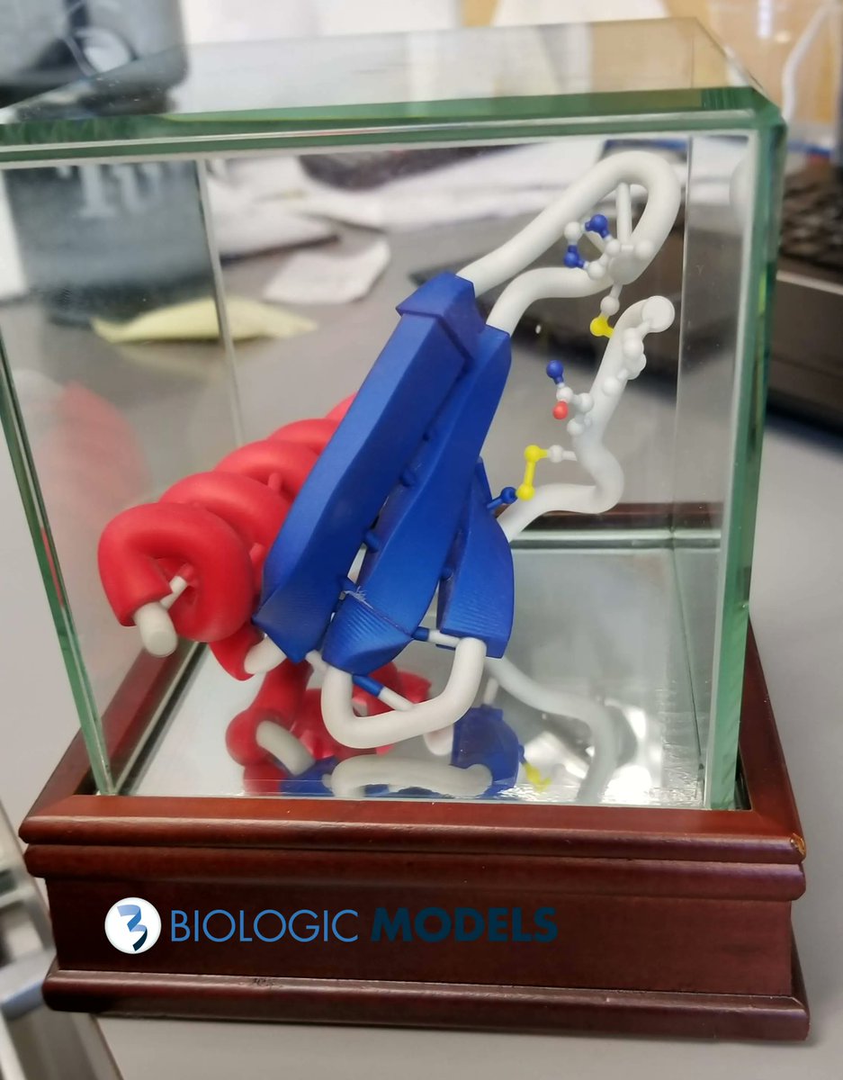 BiologicModels's tweet photo. 3D printed ribbon protein models make for amazing scientific models. They sure are difficult to design for most 3D printers. Ever had a problem getting a 3Dprint? Submit a #3DPrint request and one of our we will create a custom ribbon protein model for you https://t.co/ImzsfHS510 https://t.co/ZWplLIN0Zq