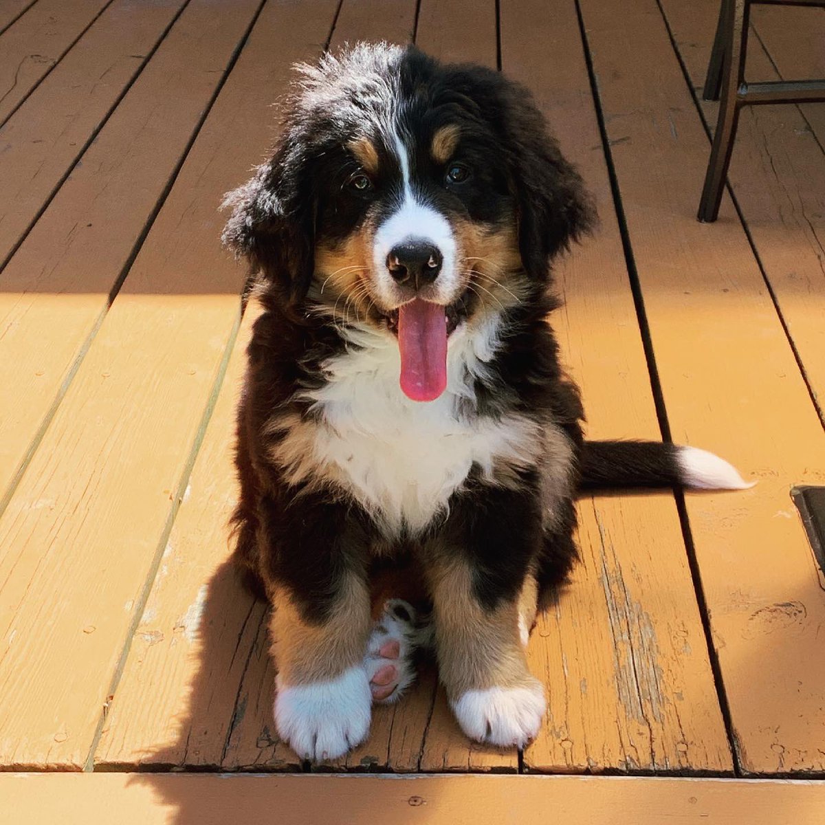 mrsJC's tweet photo. @dog_rates Might look (a lot) bigger now, but he’s forever my big sucky baby! https://t.co/WQCt5iZ85F