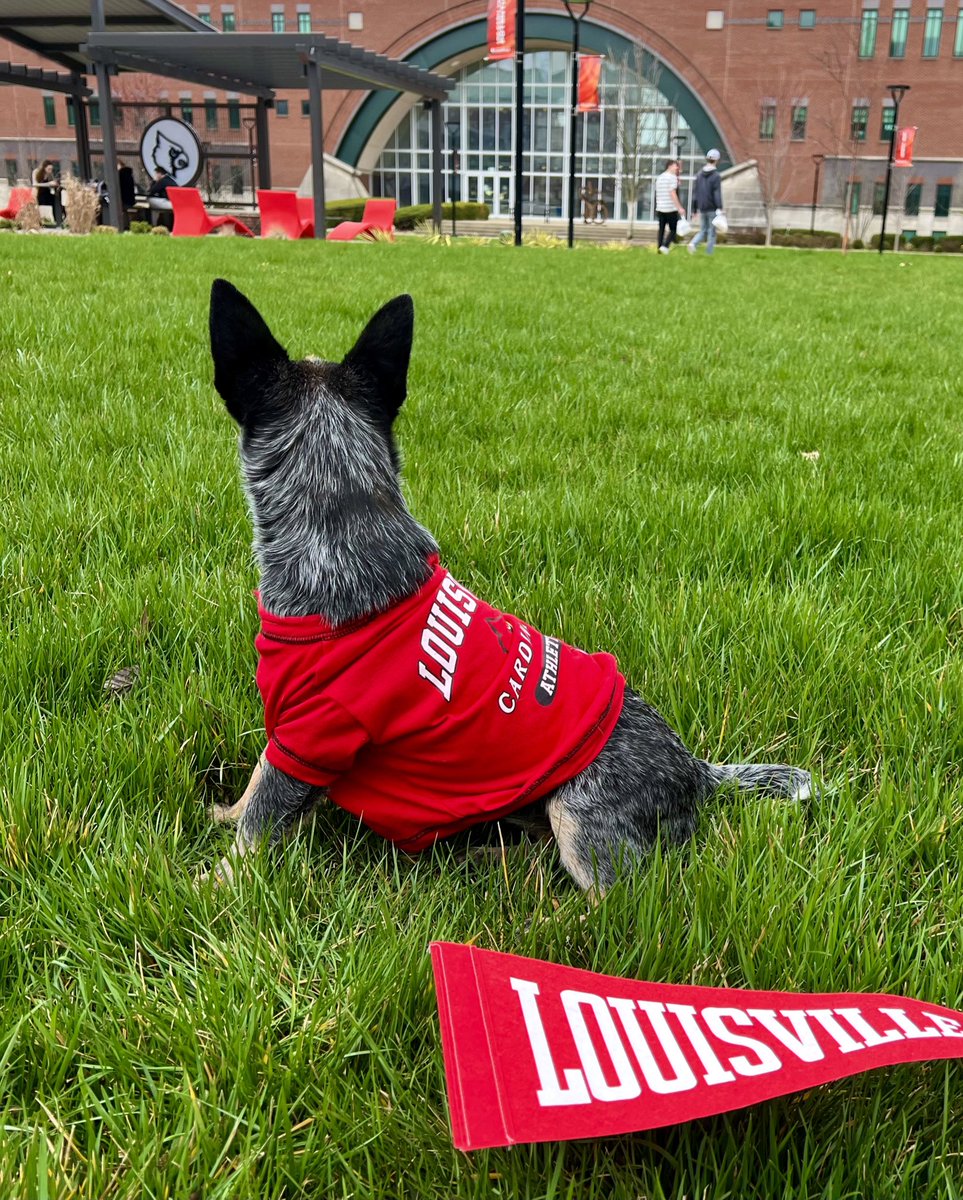 Sade would like to wish #CardNation  a happy National Puppy Day! 🐾