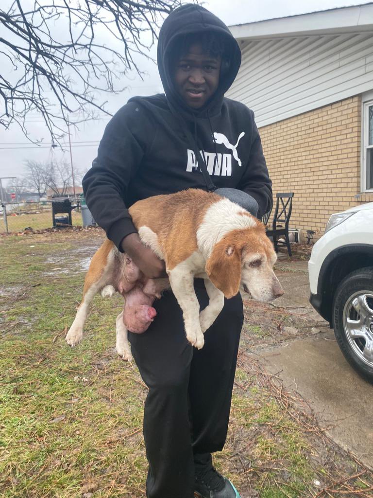A #NationalPuppyDay story abt a miracle pup. In Jan. A rescue org in East St Louis got a call from a family abt an injured beagle that had moved in their pit bull’s dog house. (The pit had graciously welcomed her) @gatewaypets picked up the dog, Bessie, who was in dire straits