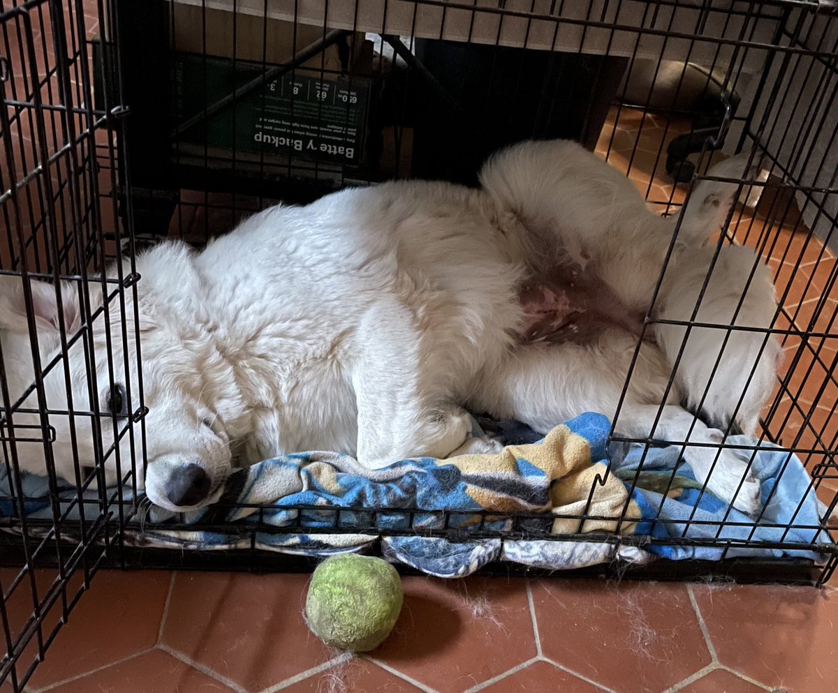 BluebonnetRescu's tweet photo. Bronwyn has gotten a little big for the 36” crate, but it’s right next to my desk, so she often goes inside to nap. Crate doors are always open except at meal times and overnight. We want the dogs to see crates as just another piece of furniture, where they can relax any time. https://t.co/4MDmSEBouv