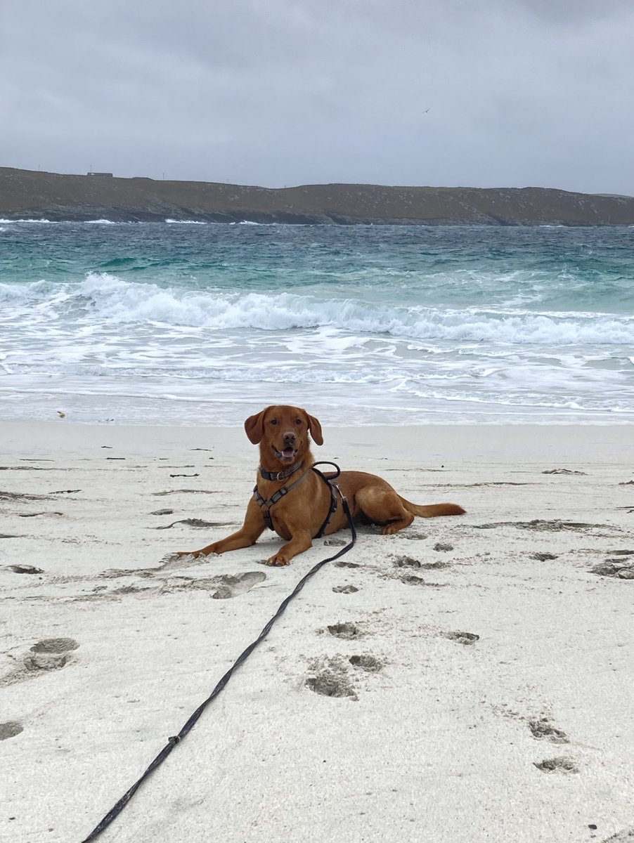 orangtank's tweet photo. @dog_rates https://t.co/UYlbSOBFqe