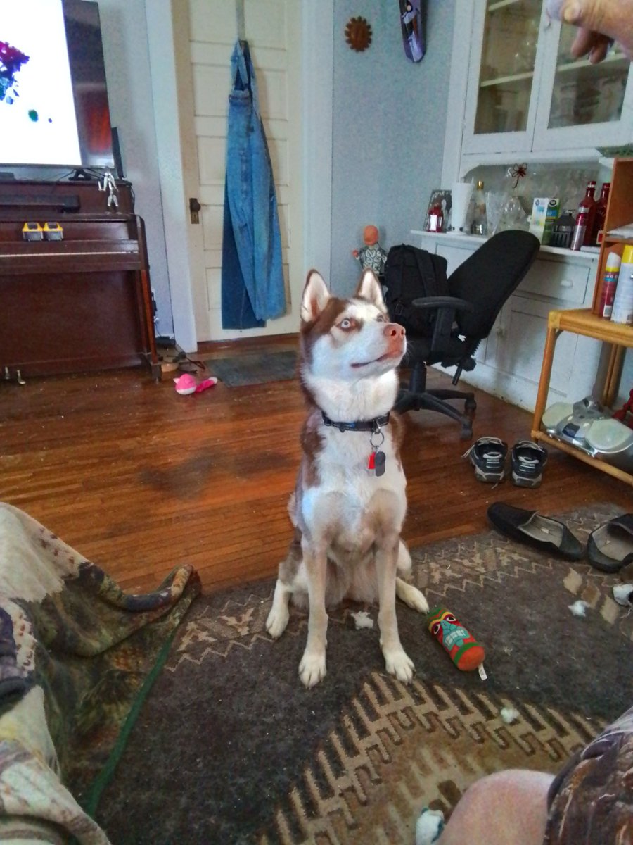 Nannook2021's tweet photo. Afternoon lovely beings! Rainy here but 67 so I guess!? Mom says for those with degenerative bone issues  of any kind, know damp and cold are not friends! But she is up! We going for walkies before the next downpour! Have a pawtastic day of love and play! Say I the Nannook! Woof! https://t.co/BRdB2ZuzqD
