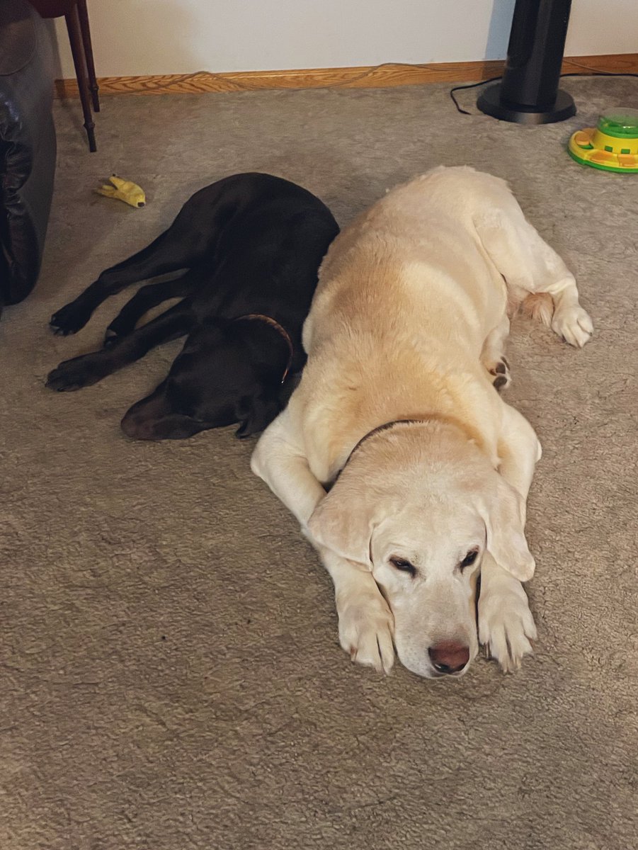 Sam_mww's tweet photo. #NationalPuppyDay Love my doggos 🥰❤️ https://t.co/W4Lg5Z1J6O